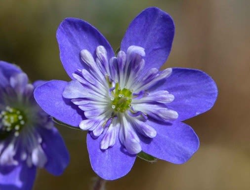 【楽ギフ_のし宛書】 雪割草の花 2021（3） 二段咲き紫花 - Koba の庭～春夏秋冬 七五三