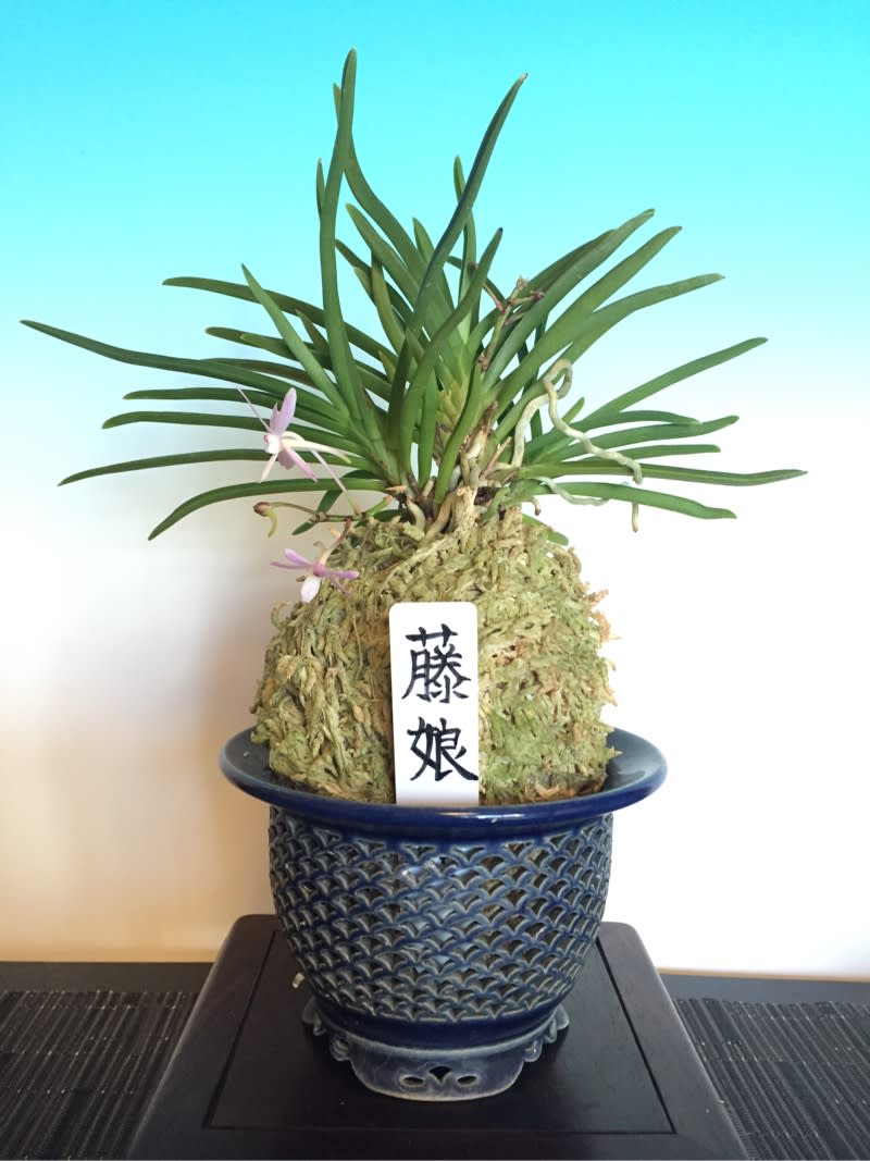 盆栽鉢に風蘭を乗せてみる - daichiのブログ
