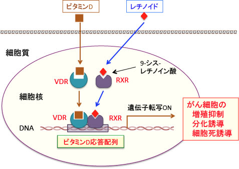 429 レチノイドとビタミンd3とegfr阻害剤とオーラノフィン 漢方がん治療 を考える
