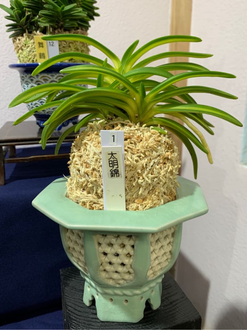 ファッションなデザイン 富貴蘭 工藤羆(訳有り品) （四国山草園 蘭の自慢会 展示品1〜35 その他