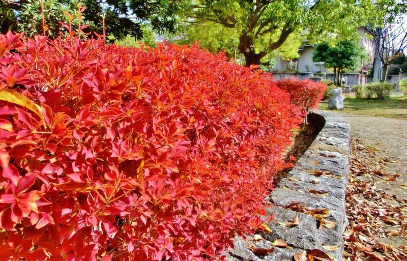 紅葉が美しい 玉物型 ドウダンツツジ 394 樹高90cm位 灯台躑躅 紅葉