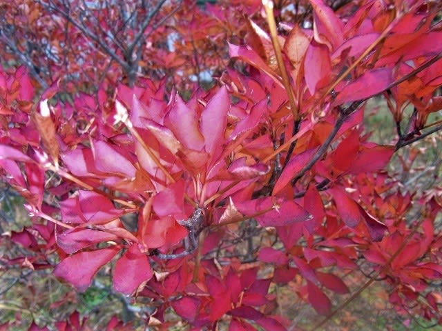 ドウダンツツジ(灯台躑躅)とアセビ(馬酔木)の実とヒメアカ ドウダンツツジ(灯台躑躅)とアセビ(馬酔木)の実とヒメアカ