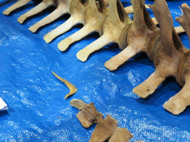 コビレゴンドウの全身骨格 組立大作戦！！ - 小笠原諸島・母島