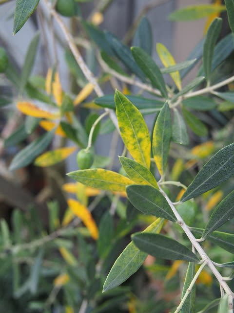 この時期の黄変はやばい Olive Gardening過去ログ倉庫 この時期の黄変はやばい Olive Gardening過去ログ倉庫