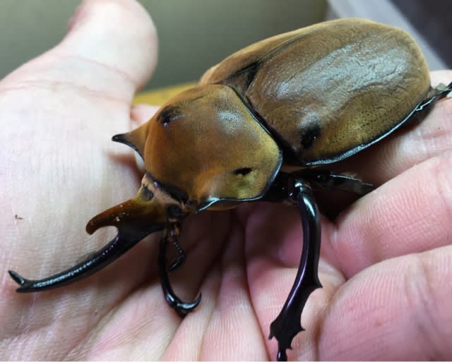 くわかぶプラネット / ノゲイラゾウカブトペア
