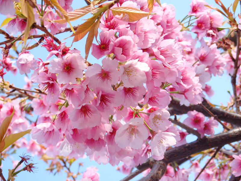 座間市 さくら百華の道の桜(3月中旬の桜の様子)(座間市