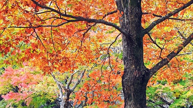 昭和の森」の紅葉 - ビューティを見つけ