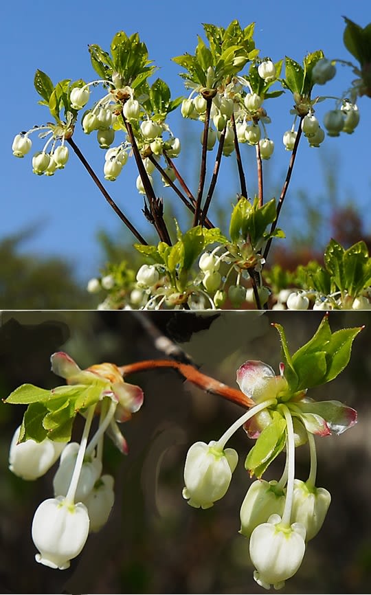 お得】 silasさま。。天然ドウダンツツジ。 その他観葉植物