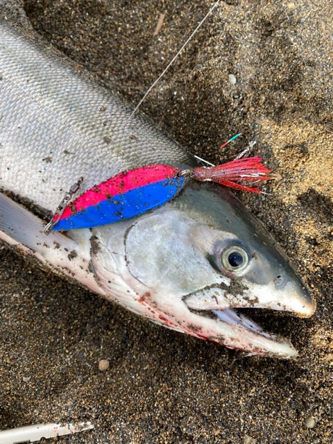 鮭釣り初戦！まさかの大勝利(・∀・) - Nature Fishing ～自然を