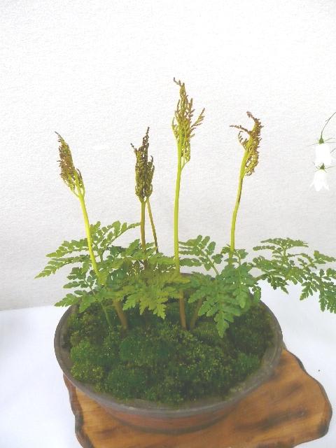 完売 天然＊野生【寒蕨/カンワラビ/冬の華蕨】山野草/3苗セット