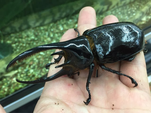 ☆本日…初売り🎵新春🎍昆虫福袋🎍開催☆ - カブト・クワガタの