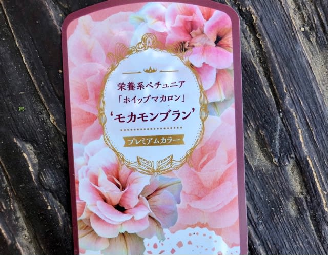 栄養系ペチュニア ホイップマカロン モカモンブラン ポンポン咲くペチュニア サフィニアアートいちごシェイク 雑木と宿根草とクレマチスの小さな庭づくり 栄養系ペチュニア ホイップマカロン モカモンブラン ポンポン咲くペチュニア サフィニアアートいちごシェイク 雑木と宿根草とクレマチスの小さな庭づくり