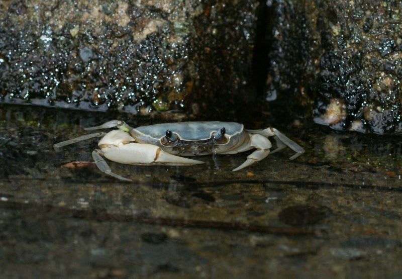 青いサワガニ - 去年のかはほり 青いサワガニ - 去年のかはほり