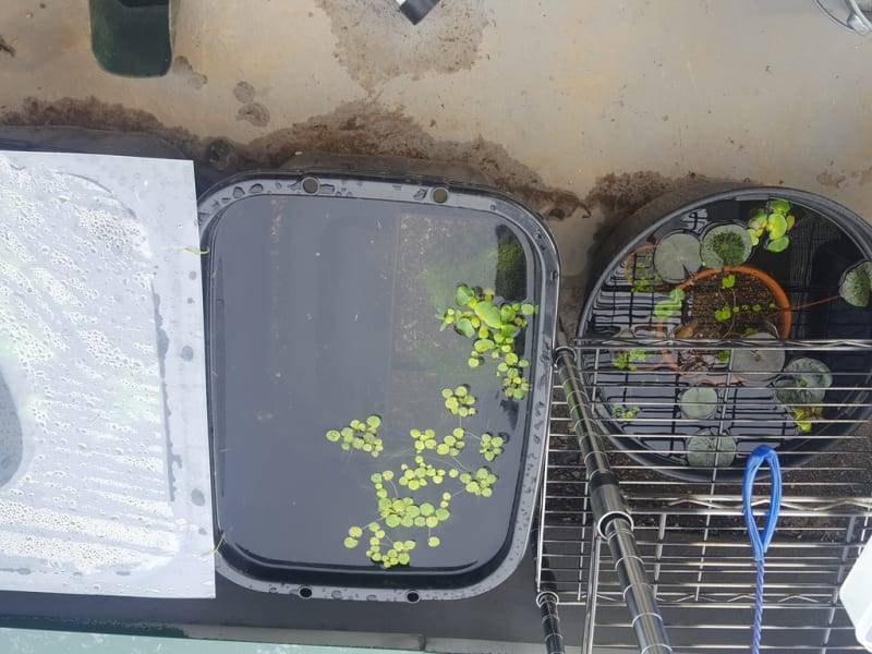 ベランダでメダカ飼育しました 移住 共同生活計画 ベランダでメダカ飼育しました 移住 共同生活計画