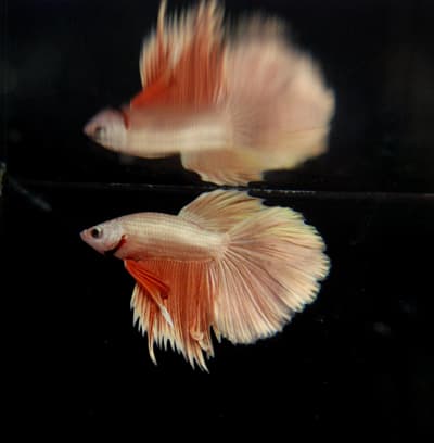 最新入荷情報～ADAアクアスカイ301ハイタイプ入荷