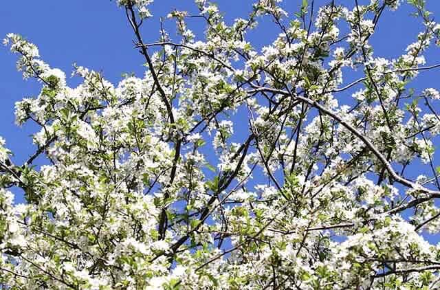 ズミの花咲く戦場ヶ原 - よっちのバードフォト