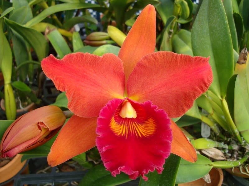 ○Rlc. Tzeng-Wen Sunset'Orange' - カトログ !! ～ カトレヤ交配種のブログ (Hybrid Cattleya's  Database) ～