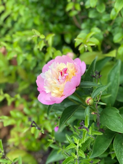 とても綺麗な洋種芍薬 ソルベット 大株です。 しめ - 花