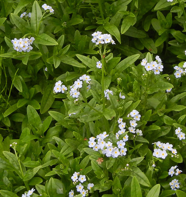 ワスレナグサ(勿忘草)の花 - アルママの気まぐれ日記 ワスレナグサ(勿忘草)の花 - アルママの気まぐれ日記