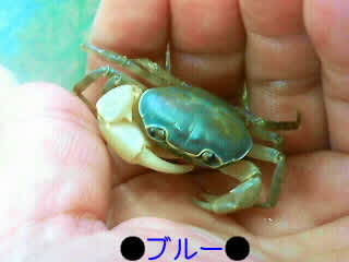 サワガニ様用 2025年9月】サワガニ（その他種類のカニ）のおすすめ人気