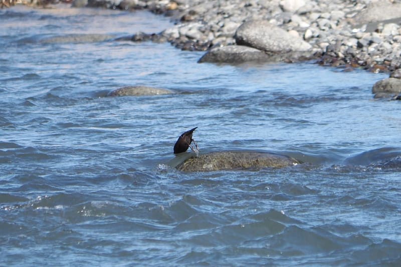 天竜川で野鳥観察（2023年） - 田舎の片隅で。