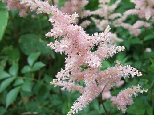 キョウガノコとアスチルベ 草木と花の彩景 キョウガノコとアスチルベ 草木と花の彩景