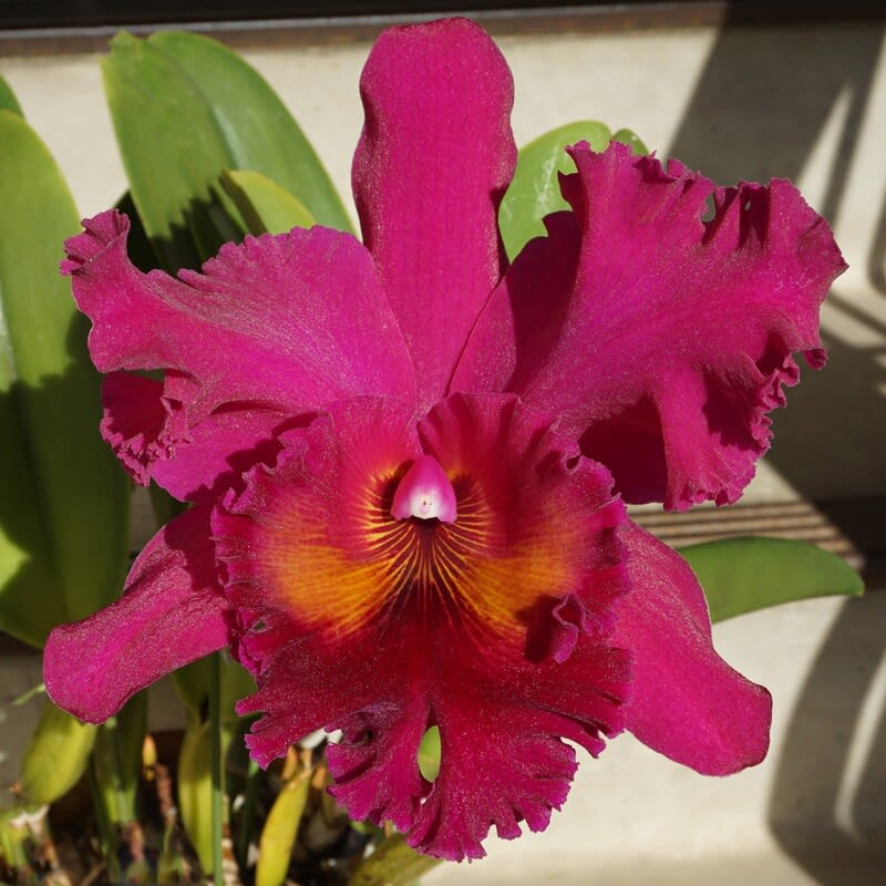 ◇Rlc. Sanyung Ruby'Tzeng-Wen Rainbow（曾文彩虹