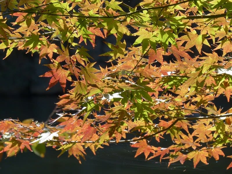 イロハモミジ(いろは紅葉) - HAYASHI-NO-KO イロハモミジ(いろは紅葉) - HAYASHI-NO-KO