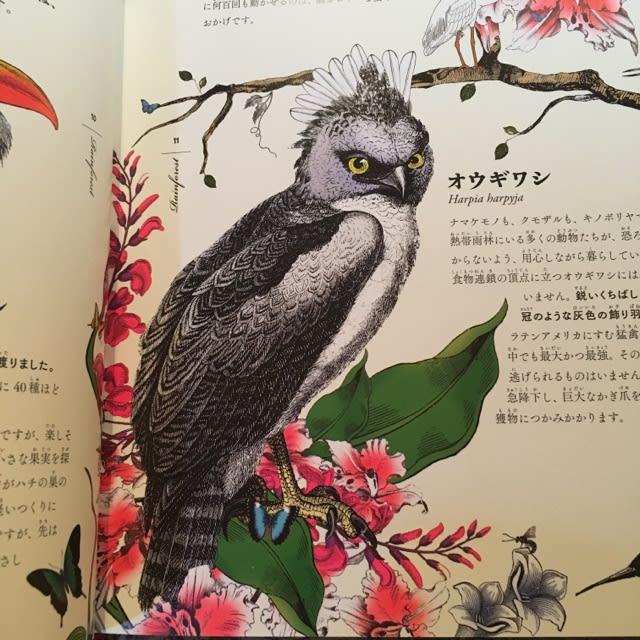 世界で一番美しい絵本図鑑『ワンダーガーデン 生命の扉』 - 帽子
