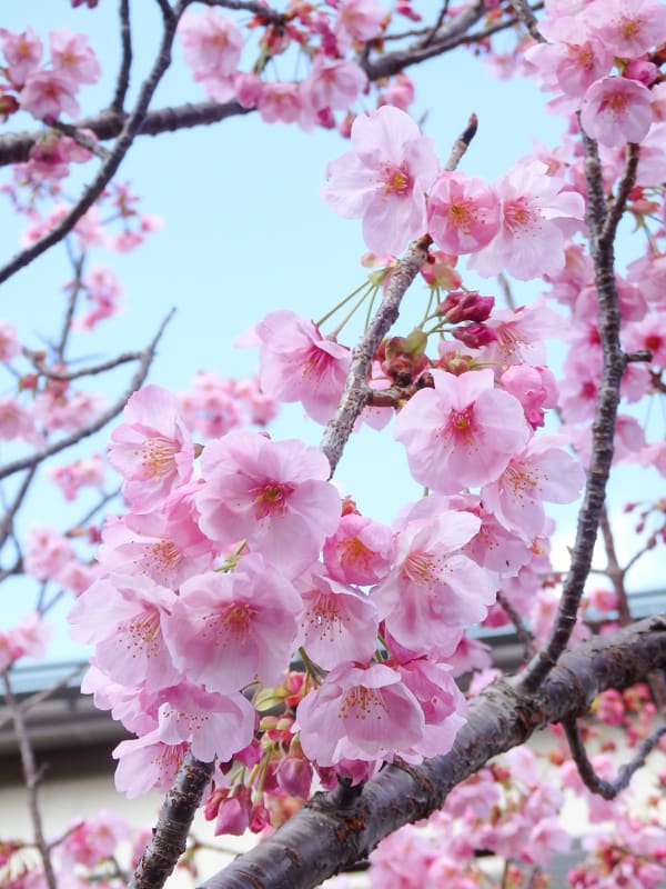 座間市 さくら百華の道の桜(3月中旬の桜の様子)(座間市