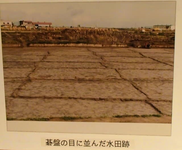 青森県 田舎館村埋蔵文化財センター 北限の弥生水田跡・垂柳 青森県 田舎館村埋蔵文化財センター 北限の弥生水田跡・垂柳