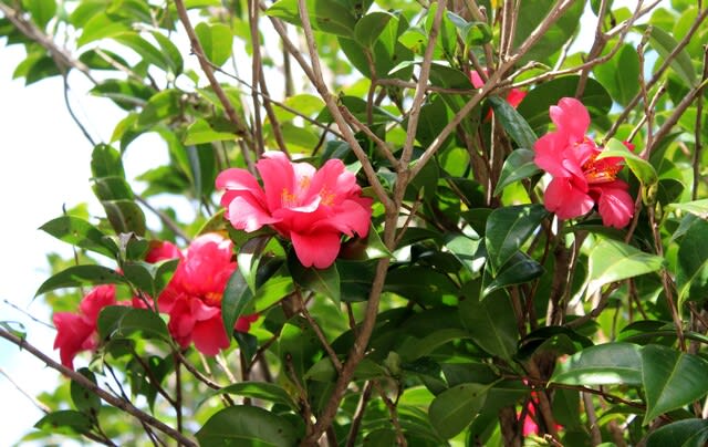 赤い椿 白い椿 - 沖縄の四季の花 赤い椿 白い椿 - 沖縄の四季の花