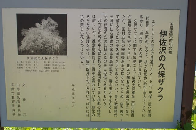 山形県長井市 伊佐沢の久保ザクラです ビーズうさぎのハナちゃんです