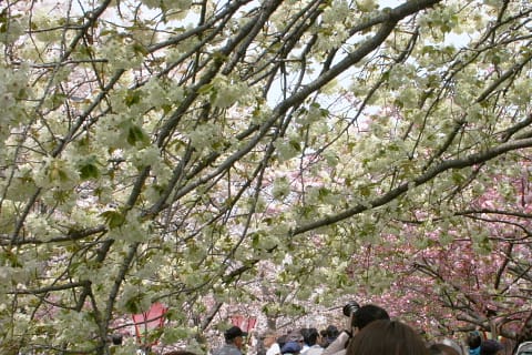 桜もいっぱい、人もいっぱい(^_^)v大阪造幣局・桜の通り抜け(*^_