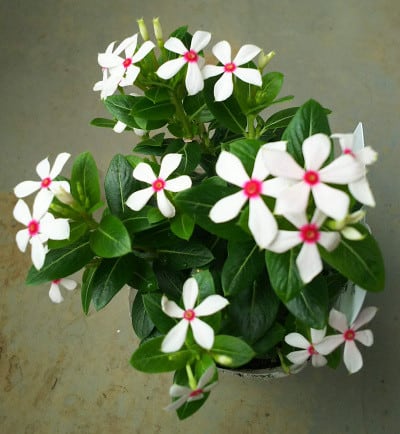 5／28 夏の寄せ植え鉢の花をゲット！ - Niwa niha