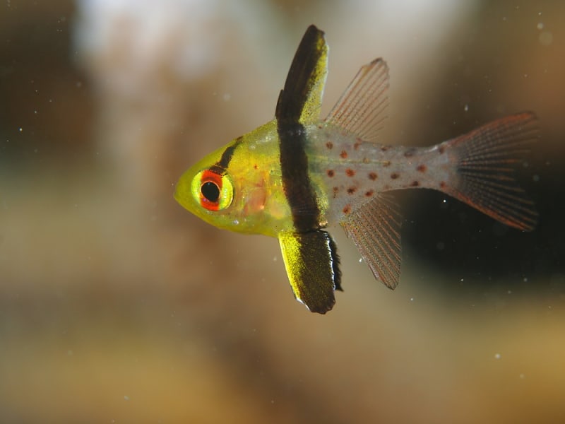 西表島のマンジュウイシモチ - ダイビングと生き物の写真ブログⅡ～魚