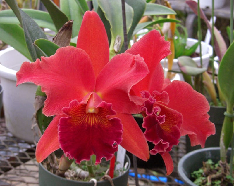 ○Rlc. Mishima Persimmon'Blumen Insel' - カトログ