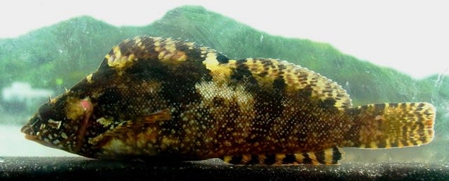 クジメ：一人で釣れるもん！の巻 釣査81種目 - 私魚人（あいう