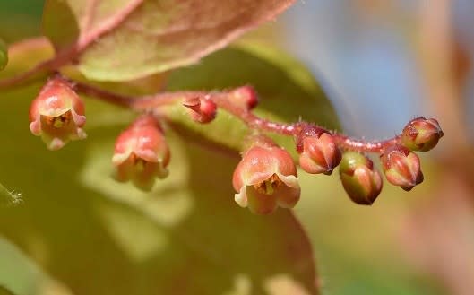 鉢植えの「ナツハゼ」 花と実 - Koba の庭~春夏秋冬 鉢植えの「ナツハゼ」 花と実 - Koba の庭~春夏秋冬