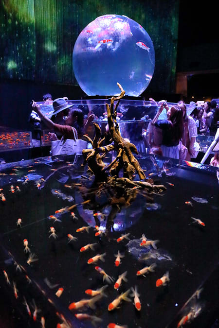 アートアクアリウム展 大阪 金魚の艶 続き つれづれ写真ノート アートアクアリウム展 大阪 金魚の艶 続き つれづれ写真ノート