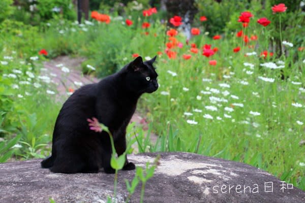 超格安価格 黒猫の庭と、不思議な橋 - セレナ日和 絵画