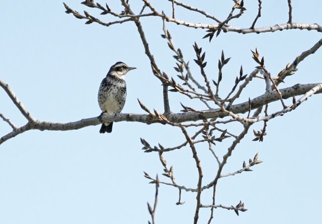 空を見上げて～枝にとまる鳥 - 四季の風にのって