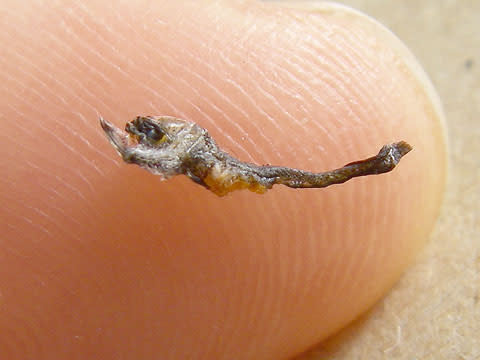 298 ギンポの仲間の稚魚 チリモン プチモン写真館