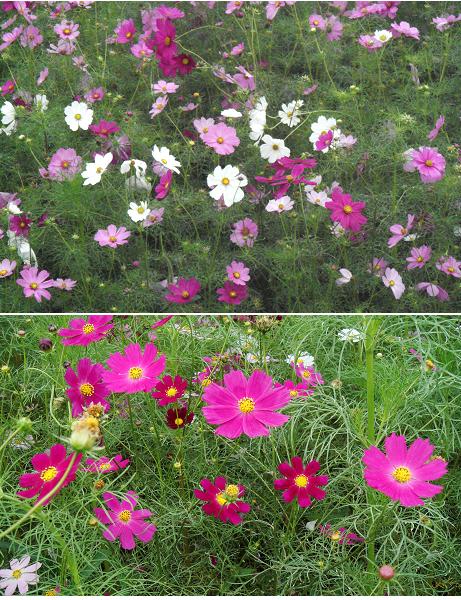 コスモス(秋桜) 風景 &蕾・開花・果実 - 里山コスモスブログ コスモス(秋桜) 風景 &蕾・開花・果実 - 里山コスモスブログ