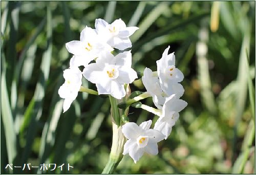 スイセン（水仙）の種類 - 花はなのつづり箱