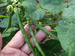 小豆の莢の成熟が進む - 東京里山農業日誌