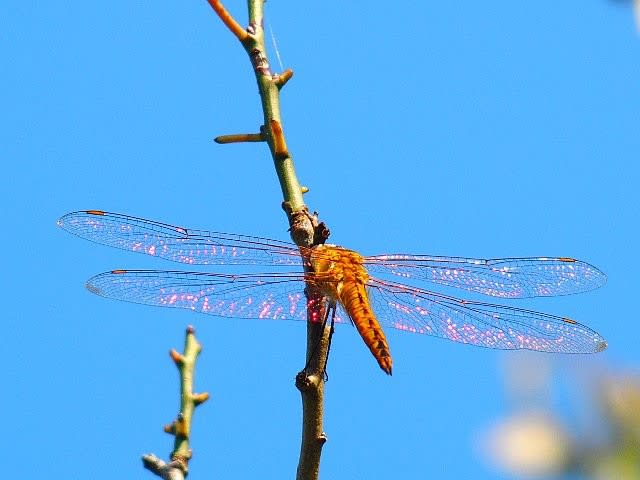 秋の陽に虹色に輝く翅～アキアカネ？ - 庭先の四季