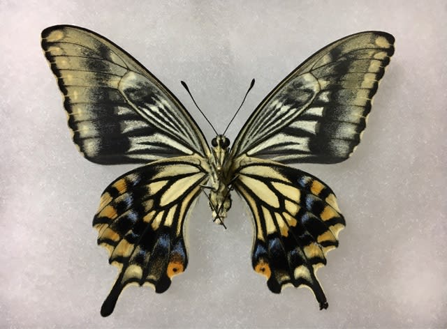 蝶標本】 カラスアゲハ 佳かっ 異常型 蝶標本】 カラスアゲハ 佳かっ 異常型
