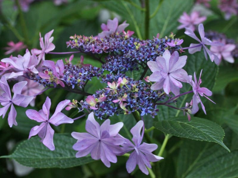2020年 紫陽花の剪定~玄関のダンスパーティーと渦あじさい 2020年 紫陽花の剪定~玄関のダンスパーティーと渦あじさい