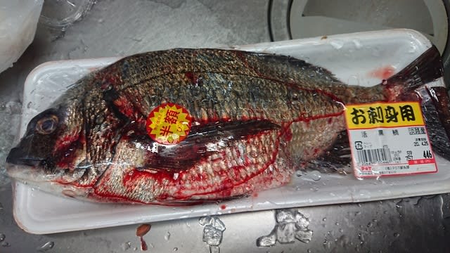 淡路島チヌ35センチ230円也❗ - 「芳賀ちゃんのオサカナ釣題」…酒、肴、料理、釣り